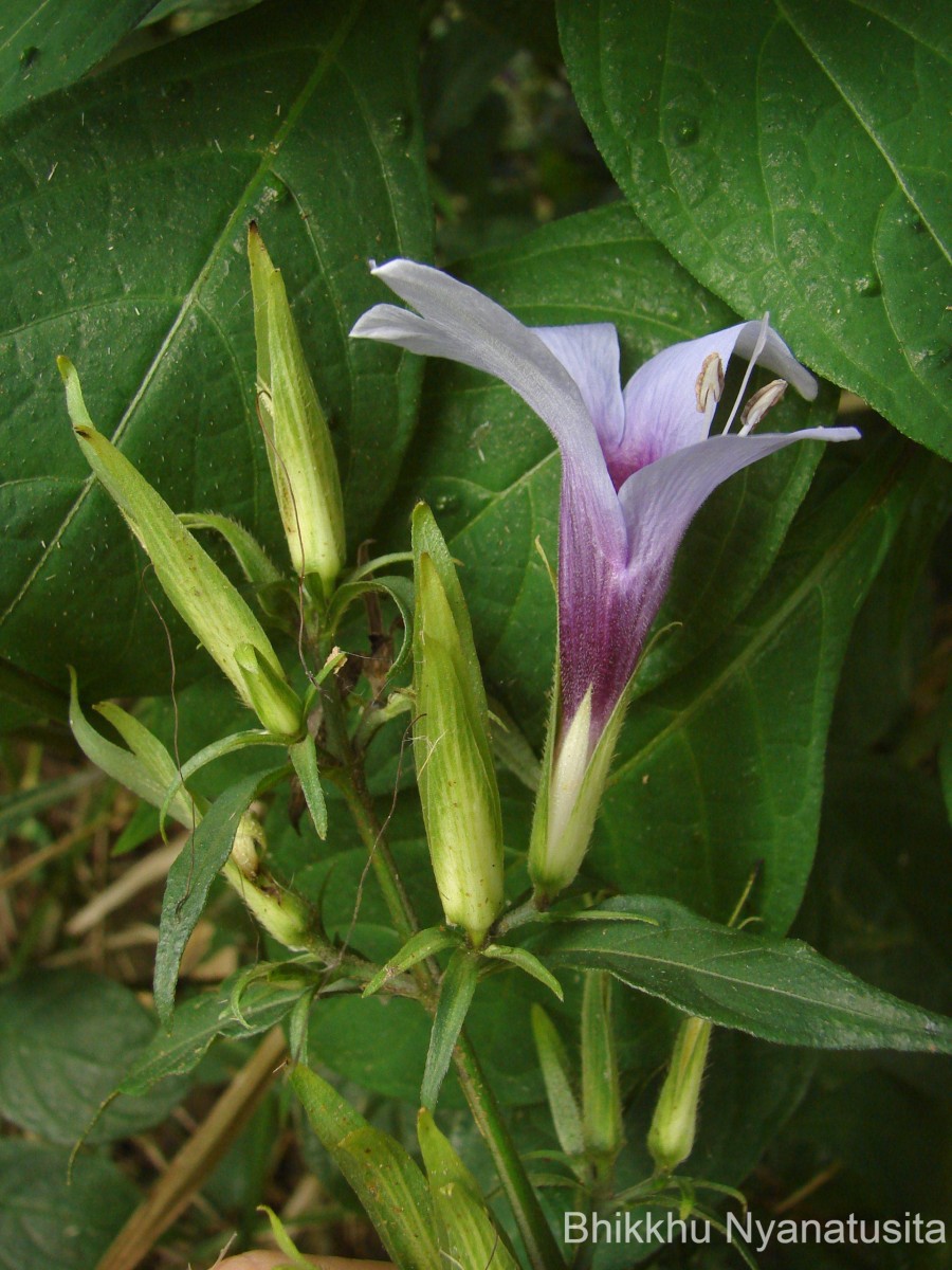 Barleria involucrata Nees